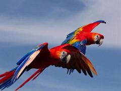 101PARC AUX OISEAUX DANS L AIN 2016 3_000018